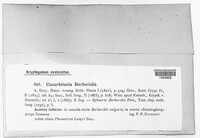 Cucurbitaria berberidis image